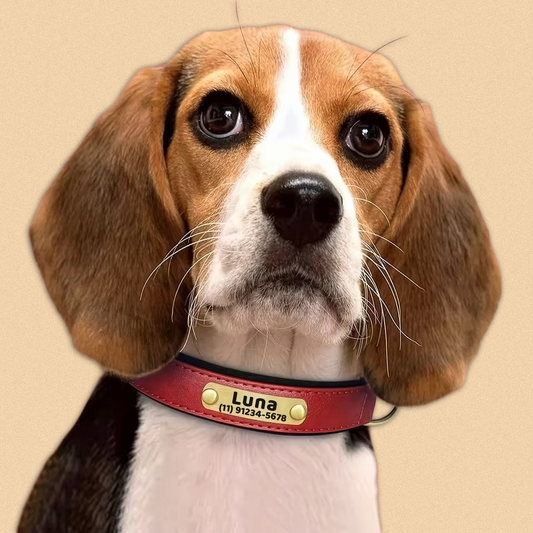 Coleira Pet de Couro com Tag Personalizada com Nome e Telefone para Cães e Gatos