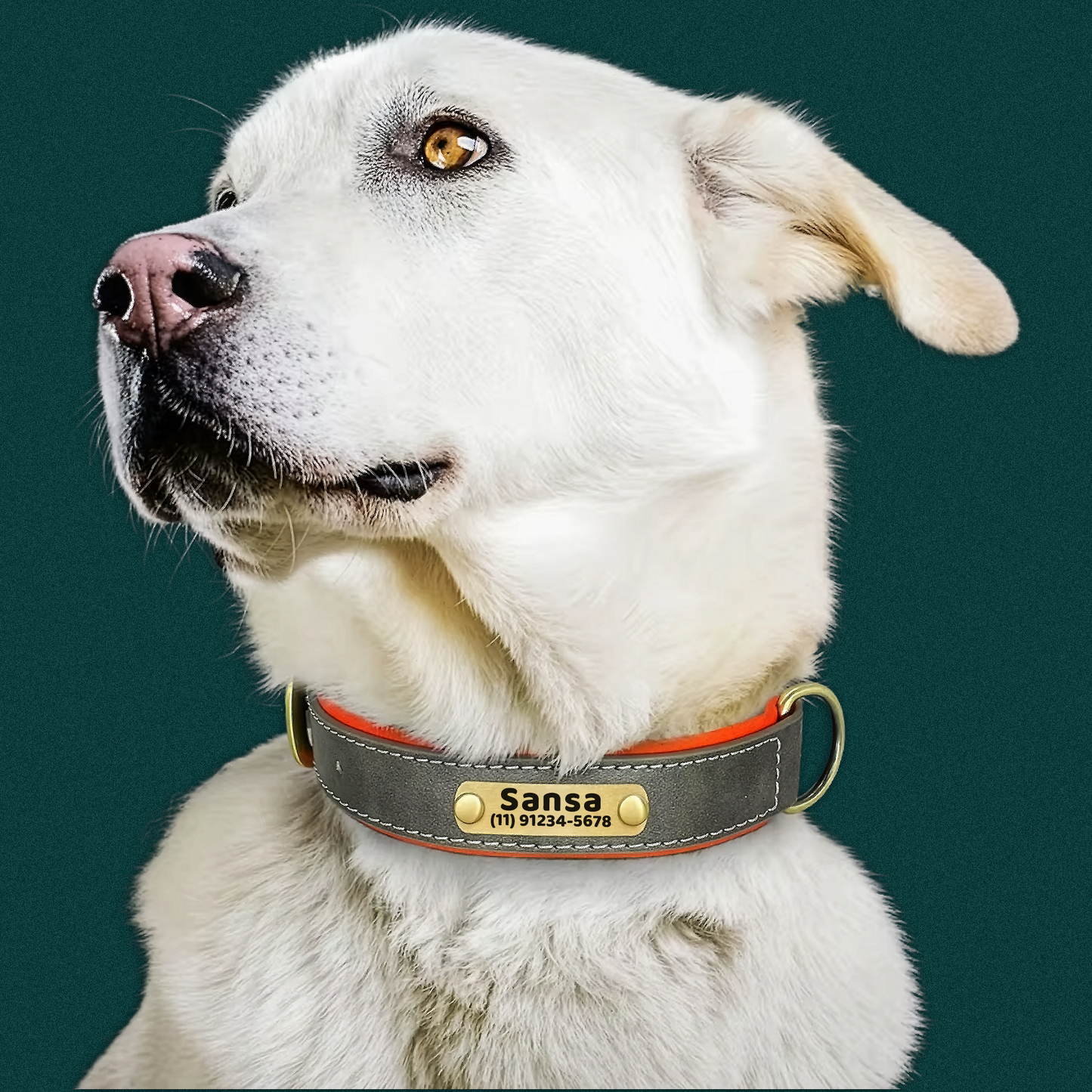 Coleira Pet de Couro com Tag Personalizada com Nome e Telefone para Cães e Gatos